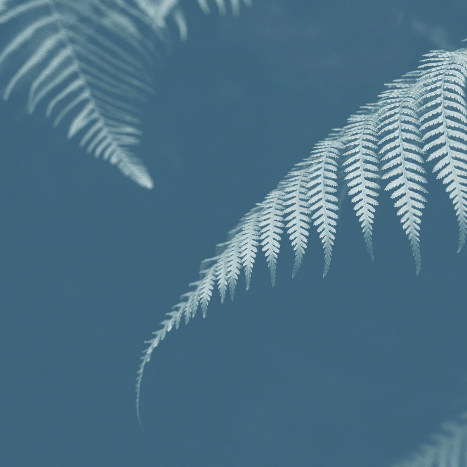 An image featuring a duotone photograph of a fern serves as an example of the image style used in the Akoako brand. The fern is shown in shades of grey. This style can be used as a background.