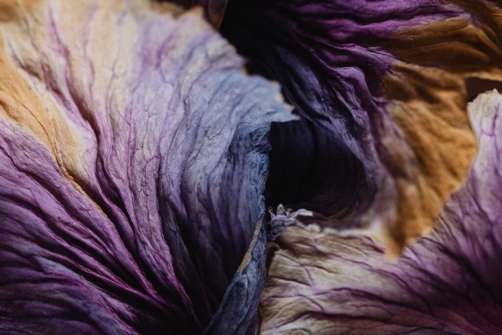 dried cabbage leaves that look like a brain as a metaphor for cognitive biases brands can tap into