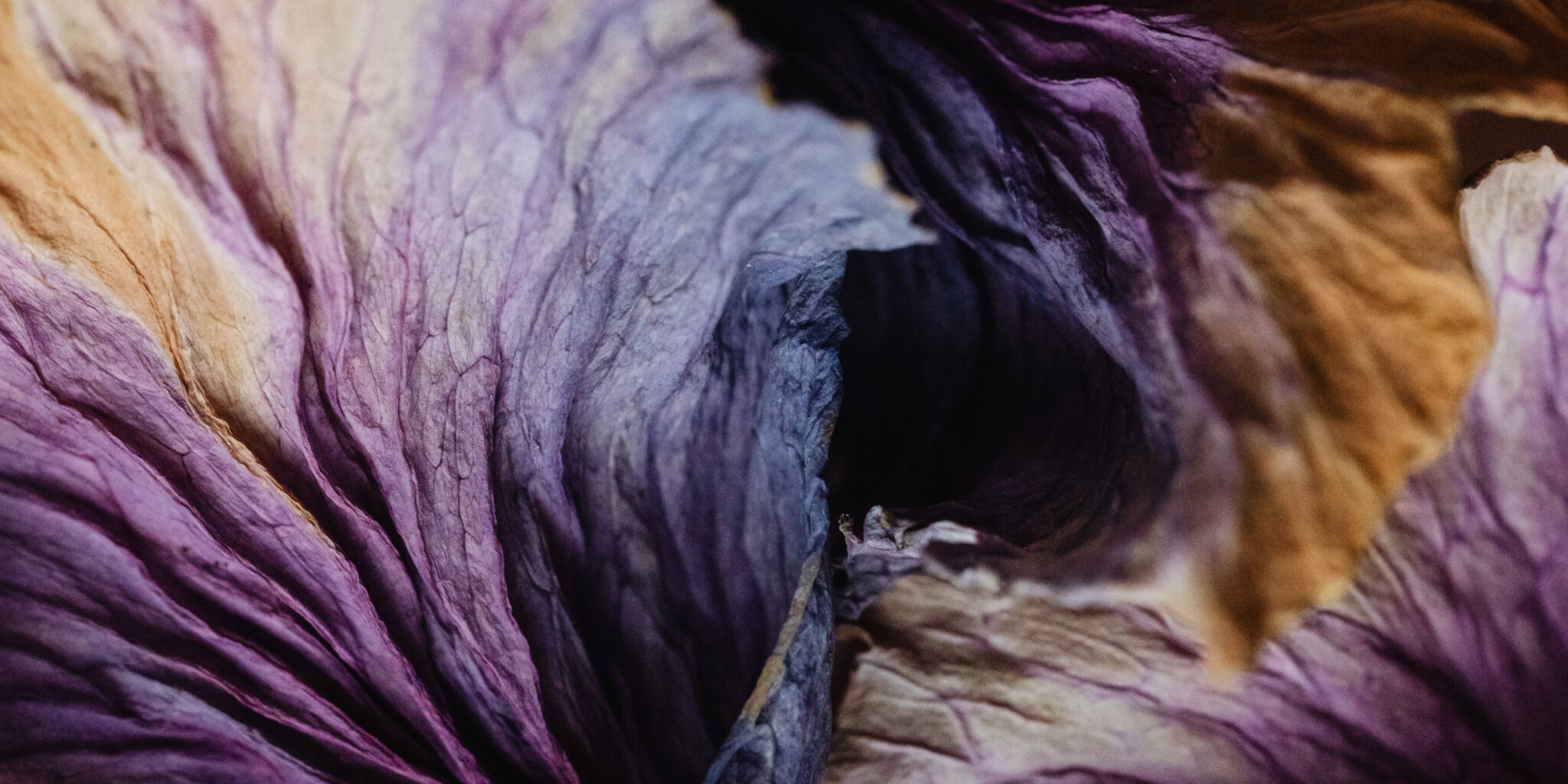 dried cabbage leaves that look like a brain as a metaphor for cognitive biases brands can tap into