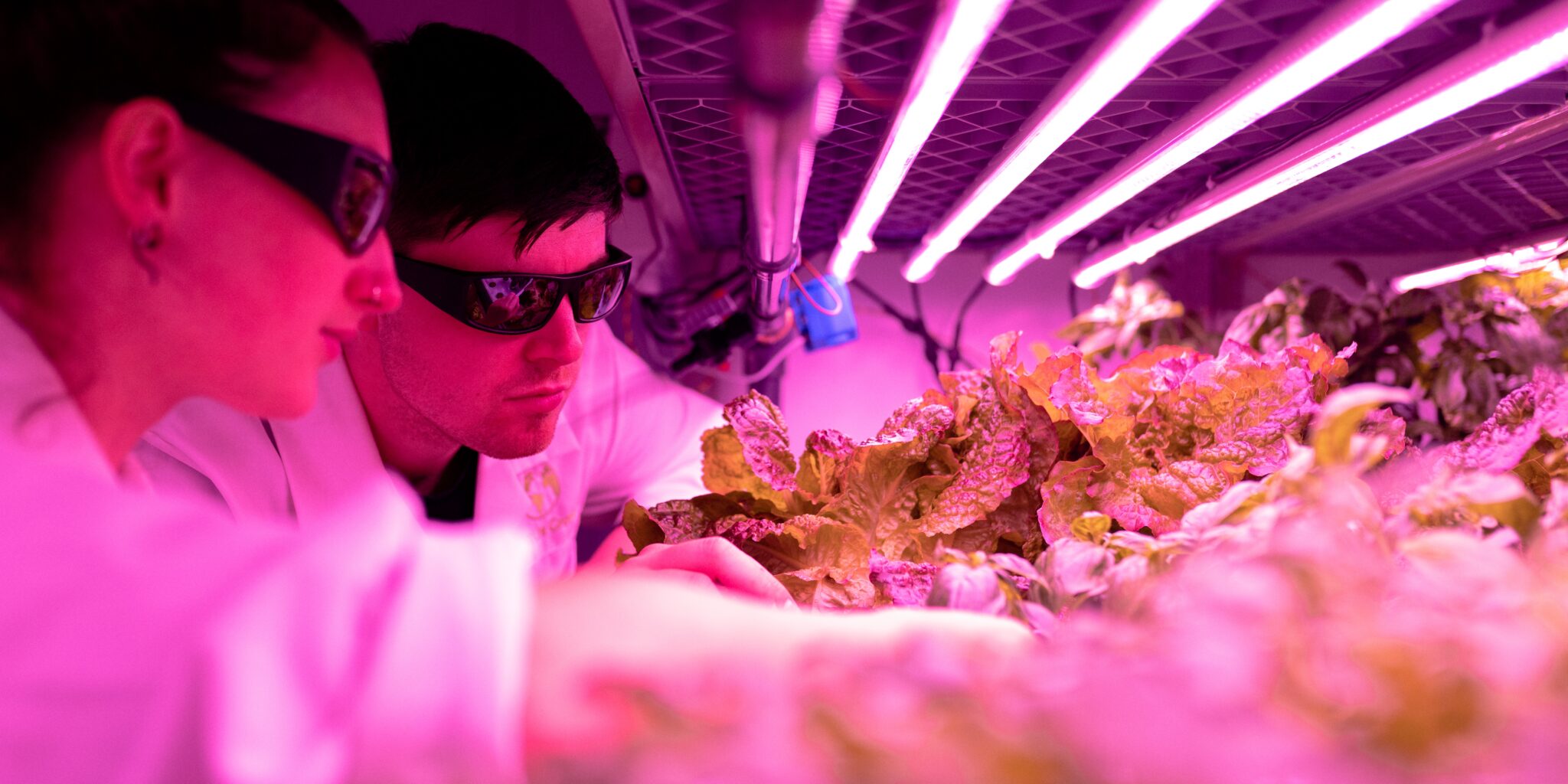 Picture showing indoor farming as a title image about sustainable branding