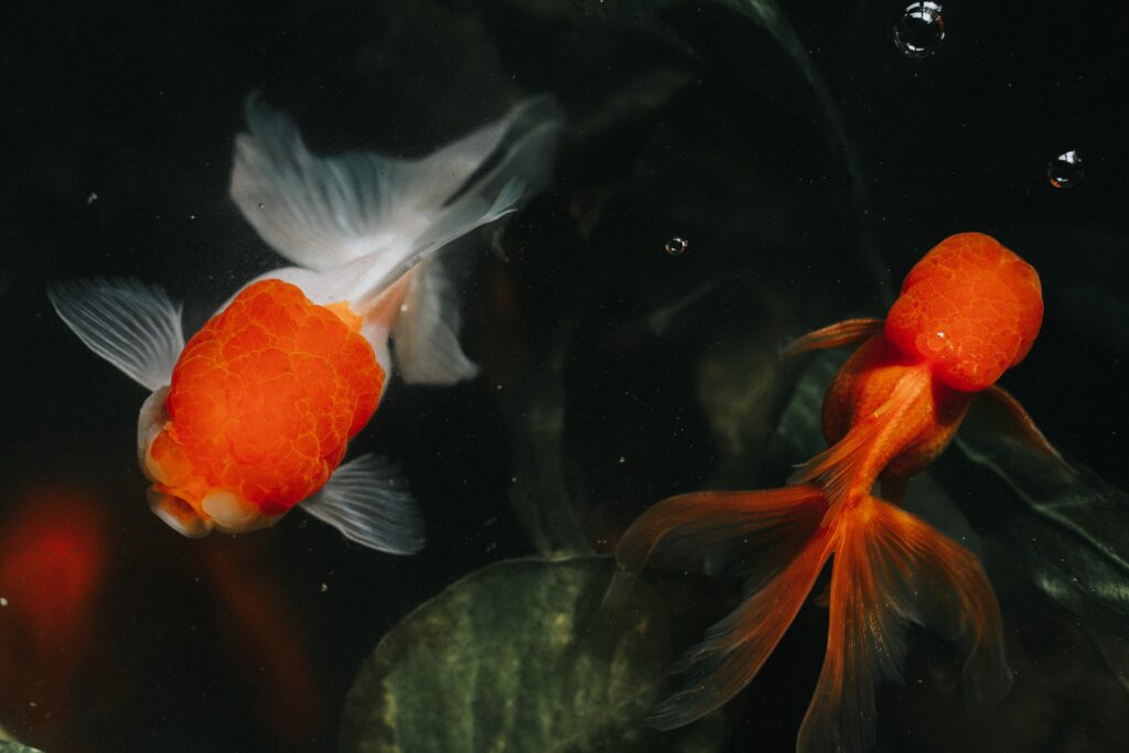 An image of two goldfish swimming in water, representing the concept of personalisation for small brands. The metaphor highlights the need to tailor content and experiences to capture and hold the attention of the audience.