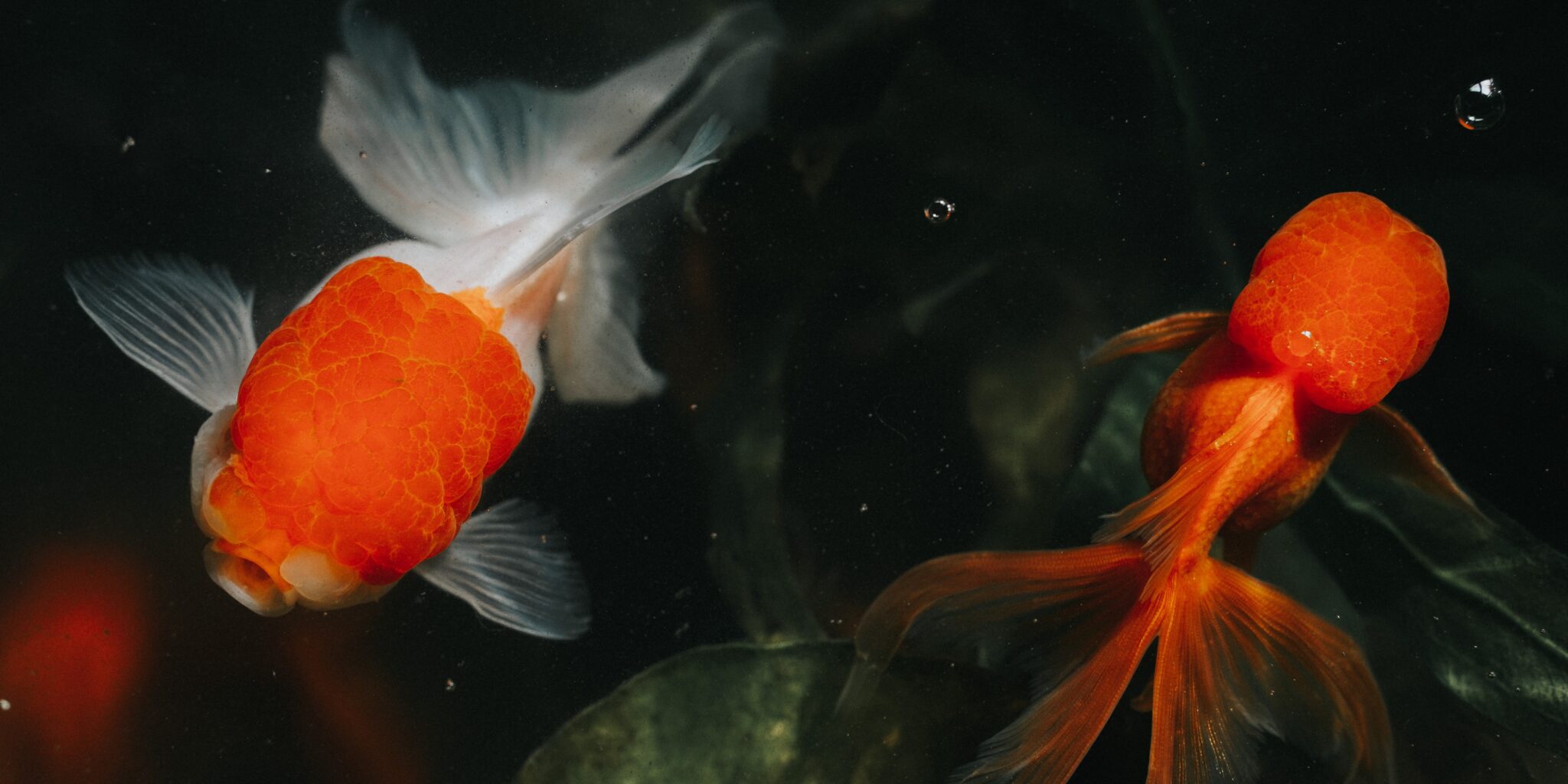 An image of two goldfish swimming in water, representing the concept of personalisation for small brands. The metaphor highlights the need to tailor content and experiences to capture and hold the attention of the audience.