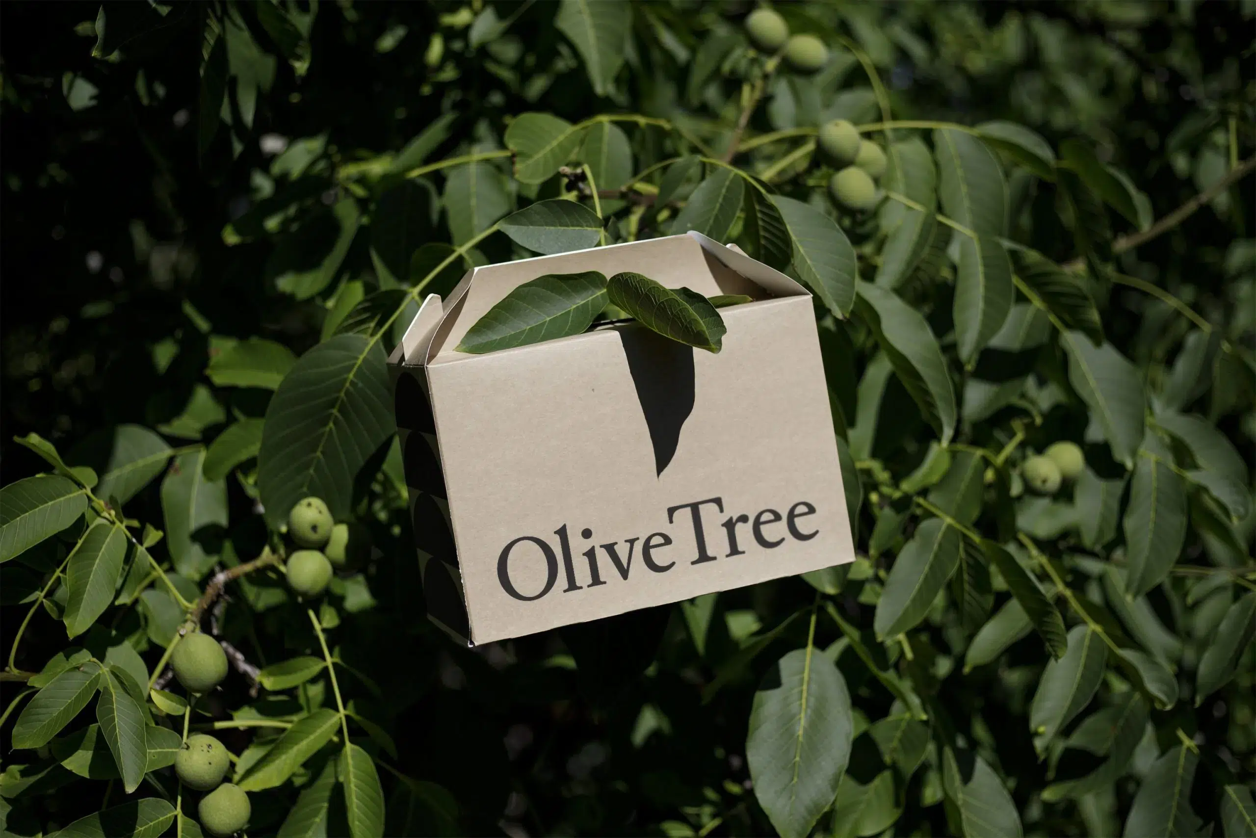 Eco Box Mockup, hängend in einem Olivenbaum. Dies ist die Einleitung zu einem Artikel mit dem Titel „10 praktische Schritte für nachhaltiges Branding“.