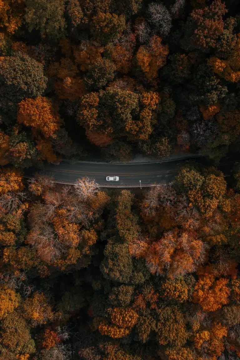 Aerial view of a car driving through a dense forest, example of free stock imagery