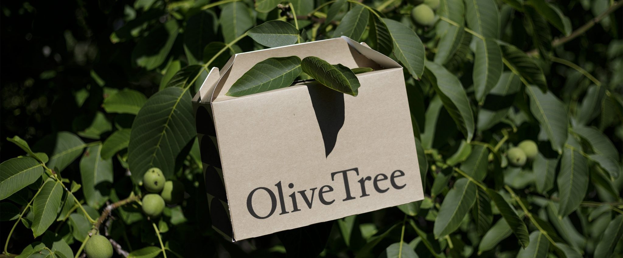Öko-Box-Mockup, das in einem Olivenbaum hängt. Dies ist die Einleitung zu einem Artikel mit dem Titel „10 praktische Schritte für nachhaltiges Branding“.